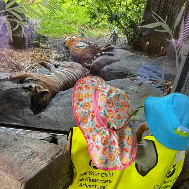 At Kindercare Greenhithe, a visit to Auckland Zoo Zoo turned imagination into discovery. As preschoolers explored animals up close, their curiosity deepened and their imaginary play found new meaning in real life learning. #InspireMe #aucklandzoo