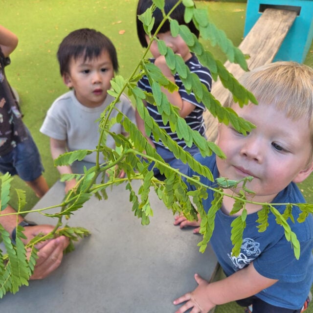 Spot the praying mantis!
Spontaneous discoveries like this ignite curiosity and bring The Kindercare Advantage to life in our Three Kings community. This is real-life learning, made in the moment. #InspireMe