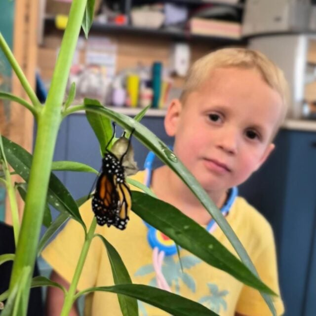 From small beginnings to moments of flight, the monarch butterfly’s journey inspires tamariki at Kindercare Upper Hutt. It provides space to be curious and notice change as they watch the process; making connections to the natural rhythms of the real world around them. #InspireMe
